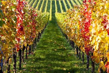 Weinreben