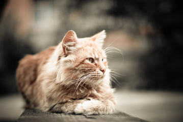 cat on a bench