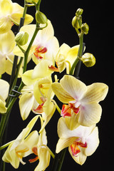 Fototapeta na wymiar ¯ółta orchidea