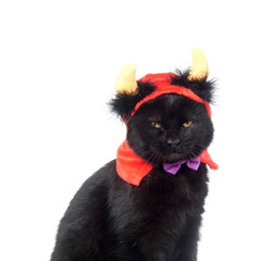 Black cat with devil horns