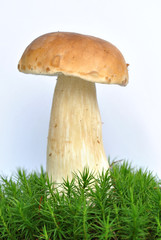 Boletus