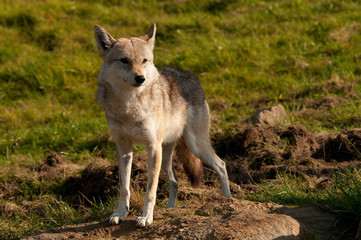 Präriehund auf Felsen