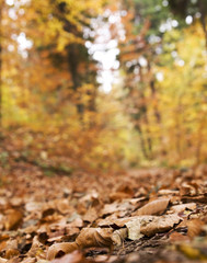 autumn colors