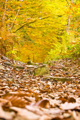 colorful autumn in woodland