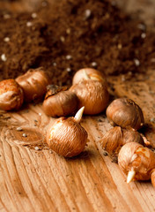 flower bulbs on the table