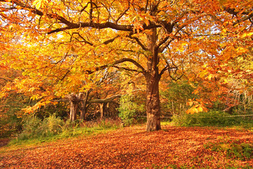 Fototapeta na wymiar Autumn in the park