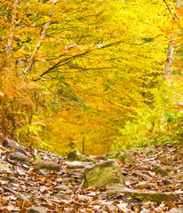 colorful autumn in woodland