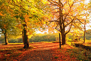 Fototapeta premium Autumn in the park