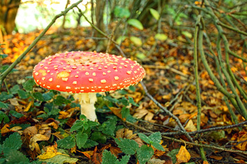 Autumn, toadstool