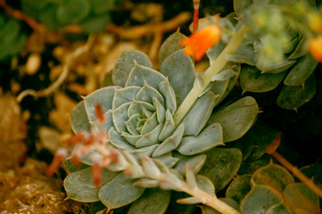 seltene blüte