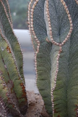 exotischer kaktus