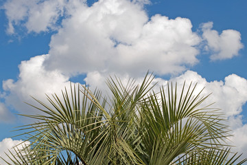 Palme - Palmae