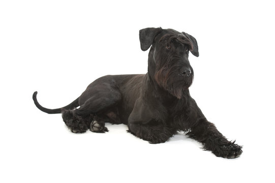 Riesenschnauzer