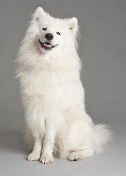 Samoyed dog