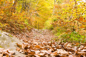 rural walkway with leaves in autumn forest