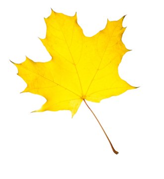 beautiful autumn maple leaf isolated on white background