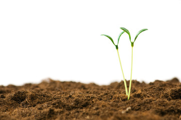 Green seedling illustrating concept of new life