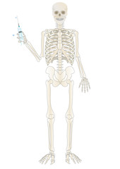 Vector a skeleton of the person with a syringe