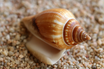 Seashell on the beach