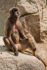 Gelada baboon