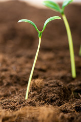 Green seedling illustrating concept of new life