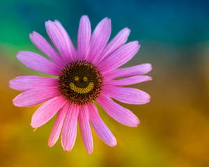 Happy daisy:)