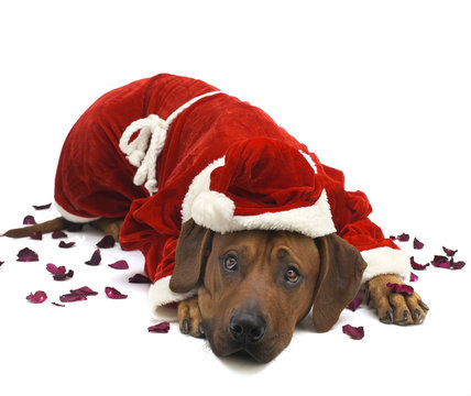 Hund im Weihnachtsmannkost&uuml;m liegend