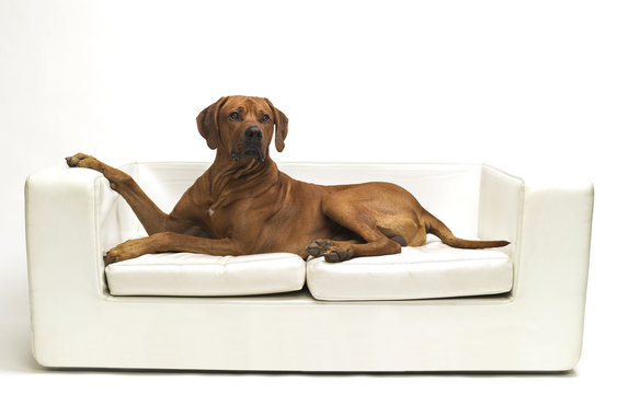 rhodesian richback auf sofa
