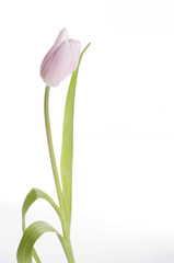 Beautiful pink tulip