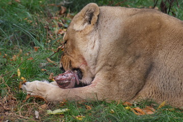 Naklejka na ściany i meble Asiatic Lion - Panthera leo persica