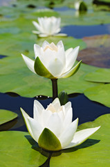 Three white lilies