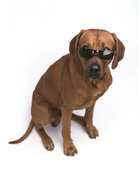 ridgeback mit sonnenbrille 2