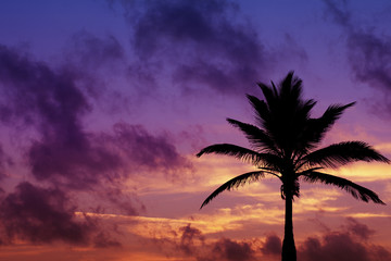 palmtree silhouette on surise in tropic