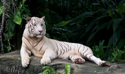 Papier Peint photo Lavable Tigre White Tiger