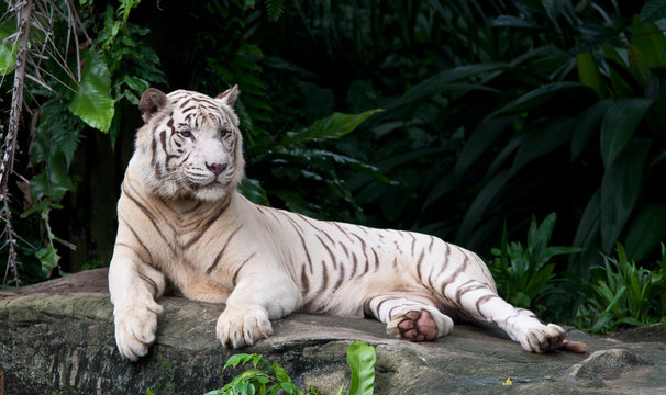 White Tiger