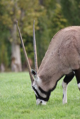 Gemsbok - Oryx gazella