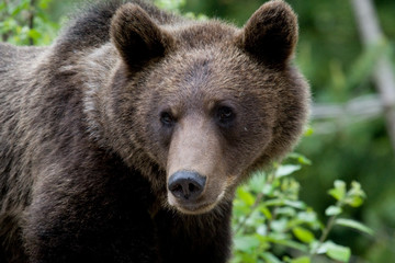 Wild Bear In The Forest