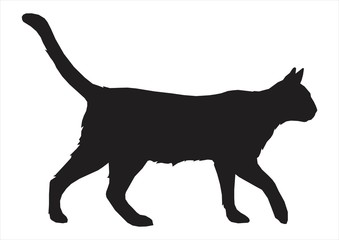 cat shilouette