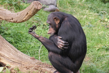 Common Chimpanzee - Pan Troglodyte