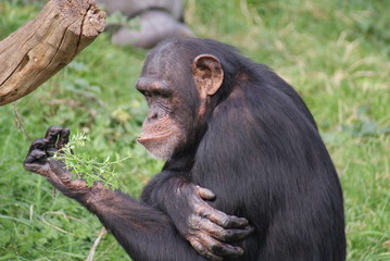 Common Chimpanzee - Pan Troglodyte
