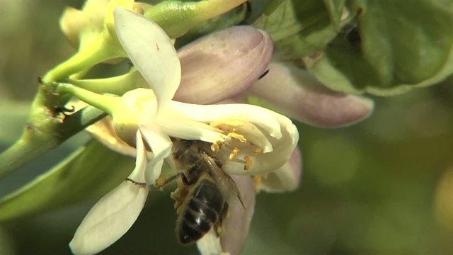 Zitronenbl&uuml;te mit Bine