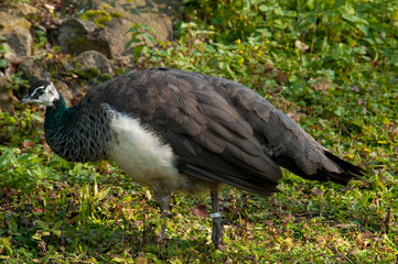 Fototapeta premium Weiblicher Pfau