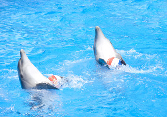 Naklejka premium Two dancing dolphins