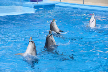 Dancing dolphins