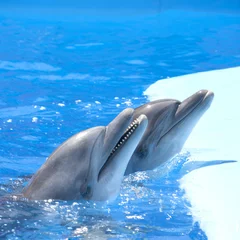 Fototapete Rund Tanzende Delfine © Nomad_Soul