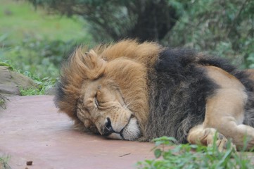 Löwenmännchen