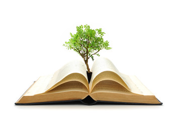 Tree growing from book
