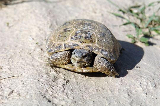 Afghanische Schildkröte