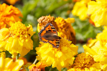 Butterfly on yellow flowers