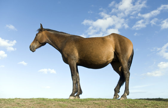 A beautiful brown horse standing in profile